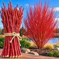 Red Flame Willow Cuttings for Planting - Fast Growing Live Willow Tree Starts, Brilliant Red Branches, Ornamental Privacy Screen, Windbreak and Landscape Trees, 100 Cuttings by CZGrain