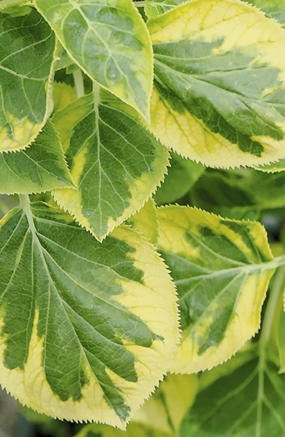 Hydrangea ‘Mirranda’ Live Variegated Climbing Vine – Rare Self-Clinging Hydrangea – Large White Lacecap Flowers – Hardy Shade Vine – 4” Pot - Image 2
