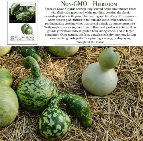 Speckled Swan Gourd Seeds (Lagenaria siceraria 'Speckled Swan') –15 Non-GMO Heirloom Seeds by Isla’s Garden Seeds, Unique Swan-Like Shape w/Decorative Speckles, Ideal for Crafts, Fall Displays & More - Image 3