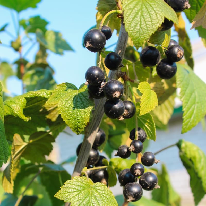 Consort Black Currant Bush Live Plant, 5-9 Inch Tall, Cold Hardy Fruit - Image 3
