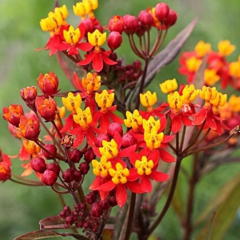 2 Red Milkweed Plants Live, Garden Flower Plant, 4-7 Inch Tall - Image 2