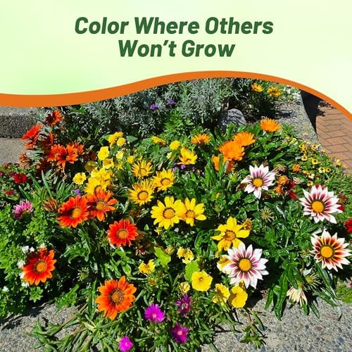 Outsidepride Mixed Gazania Seeds for Planting – 500 Pcs Perennial, Low-Maintenance, Drought-Tolerant Ground Cover Seeds for Vibrant Summer & Fall Flowers, Ideal for Outdoor Gardens (Pack of 2) - Image 6