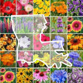 Eden Brothers Louisiana Wildflower Mixed Seeds for Planting, 1 oz by EdenBrothers