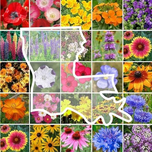 Eden Brothers Louisiana Wildflower Mixed Seeds for Planting, 1 lb by EdenBrothers