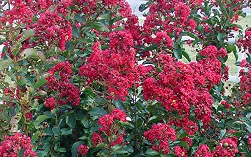 Double Feature® Reblooming Crape Myrtle - Ruby Red Flowering Tree - Live Plant Shipped 1 Foot Tall in Gallon Pot by DAS Farms - Image 3