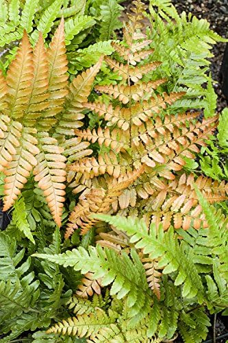 American Plant Exchange Live Autumn Fern – 6-Inch Pot – Hardy Shade-Loving Fern with Copper-Toned New Growth, Easy Care Plant for Outdoor Gardens, Patios, Containers & Woodland Landscapes - Image 3