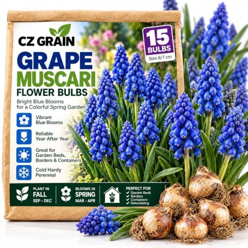 15 Grape Muscari Bulbs | Blue Spring Flowers for Garden Borders and Pots by CZGrain