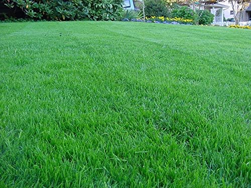 Kentucky Bluegrass Lawn Grass Seed, 1 Pound Pure Seeds Pack by Seeds2Go by Seeds2Go