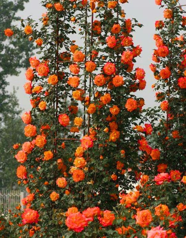 Orange Climbing Roses Live Plants, Fragrant Starter 5-9" Tall - Image 2