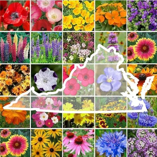 Eden Brothers Virginia Wildflower Mixed Seeds for Planting, 1 lb by EdenBrothers
