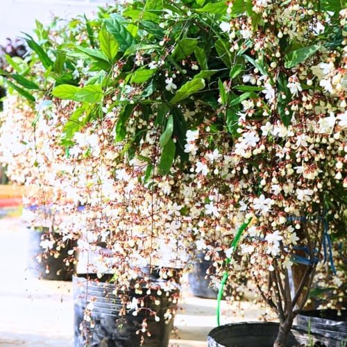 2 Wallichii Smithianum Clerodendrum Live Plants, 5-10 Inch Tall - Image 4