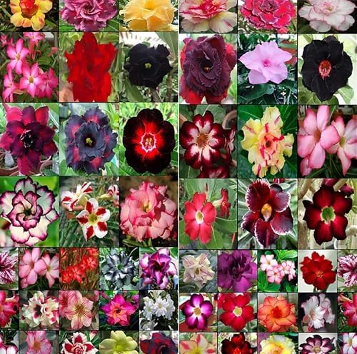 15 Adenium Bonsai Tree Seeds - Blooming Desert Rose, Easy to Grow Indoors - Image 2