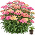 3 Taffy Yarrow Live Plant Plugs | Sassy Summer Achillea Perennial Plants by CZGrain