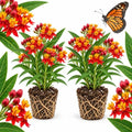 2 Live Milkweed Plant, Tropical Milkweed Live Plant, 4 Inch Tall, Flowering Milkweed Plant for Outdoor Gardens, Easy to Grow by GINGERGLOW