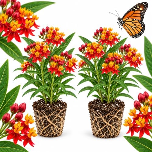 2 Live Milkweed Plant, Tropical Milkweed Live Plant, 4 Inch Tall, Flowering Milkweed Plant for Outdoor Gardens, Easy to Grow by GINGERGLOW
