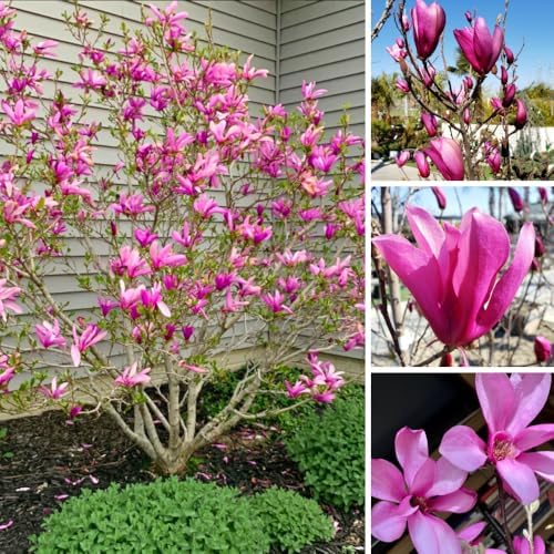 Ann Magnolia Tree Live Plant, Blooming Shrub, 4-8 Inch Tall - Image 5