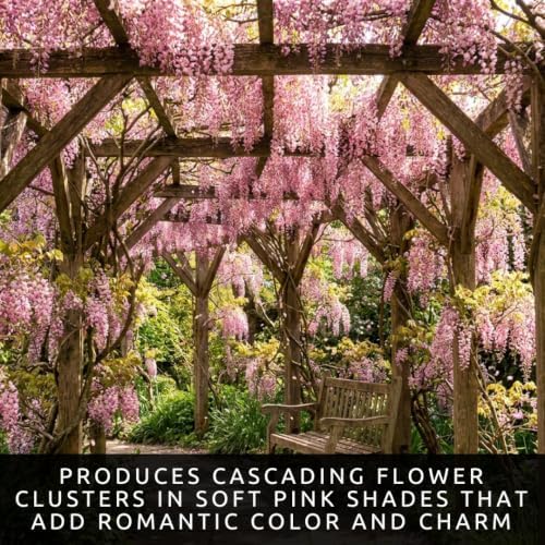 5 Pink Wisteria Bonsai Tree Seeds for Planting - Wisteria Floribunda - Bonsai Seeds for Planting | Flowering Tree Seeds | Ornamental Climbing Vine with Fragrant Pink Blooms - Image 2