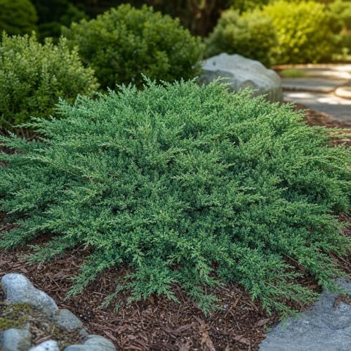 Green Sargent Juniper | 3 Large 4 Inch Pots | Juniperus Chinensis | Drought Tolerant Cold Hardy Evergreen Groundcover Plants - Image 2