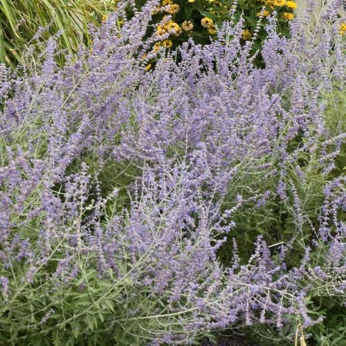 Perovskia atriplicifolia (Russian Sage) Live Perennial, Size-Quart, Summer Blooming Blue-Violet Spikes, Heat Tolerant, Aromatic Stems, Zones 5-9 - Image 3