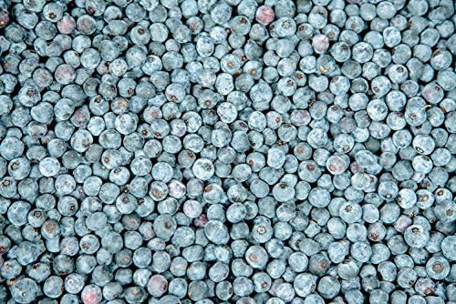 Perfect Plants Powder Blue Blueberry Live Plant, 3 Gallon, Includes Care Guide - Image 4