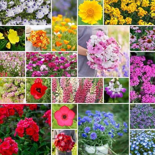 Eden Brothers Partial Shade Wildflower Mixed Seeds for Planting, 25 lb, 12,000,000+ Seeds with Sweet William, Foxglove | Attracts Pollinators, Plant in Spring or Fall, Zones 3, 4, 5, 6, 7, 8, 9, 10 by EdenBrothers