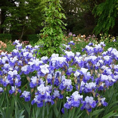 Eden Brothers Bearded Iris Bulbs - Fx Schreiner, 1 Bulb - Image 3