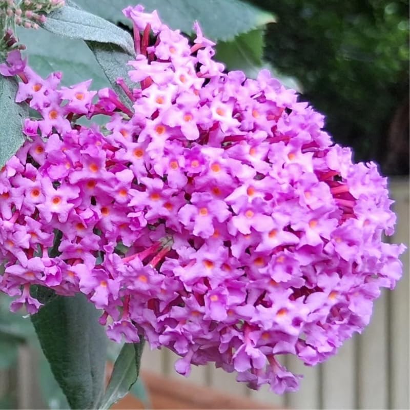 Pink Butterfly Bush Live Plant, 5-10 Inch Tall - Image 5