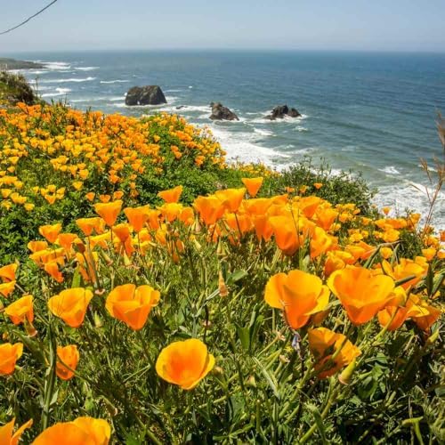 Outsidepride Eschscholzia Orange California Poppy Seeds - 1 lb. Annual, Native, Drought Tolerant Wildflower Seeds w/Vibrant Blooms for Full Sun & Drought-Tolerant Pollinator-Friendly Gardens - Image 2