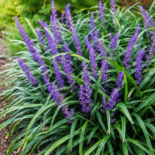 Super Blue Liriope Grass - Live Plant - Gallon Pot - Image 4