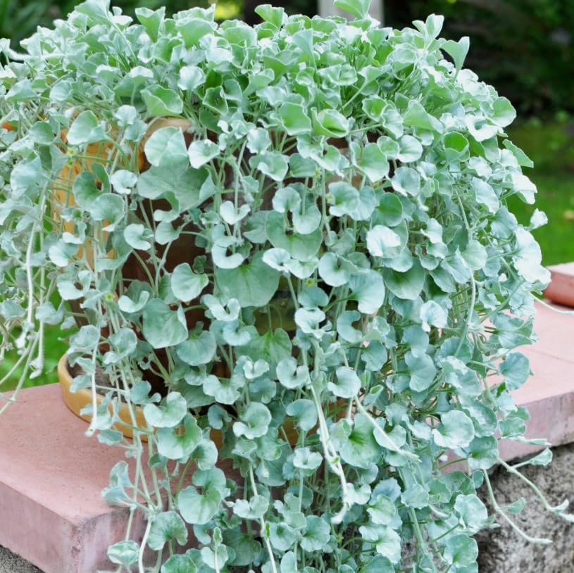 Dichondra Plant, Dichondra Ground Cover Plant for Planting, Ideal Lawn Alternative in Sun or Shady, 4" Pot (Silver Falls Dichondra) - Image 7