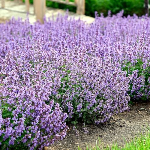 Nepeta 'Cat's Pajamas', Proven Winners, flowering plant, Cnt Sz: 4.5" - Image 5
