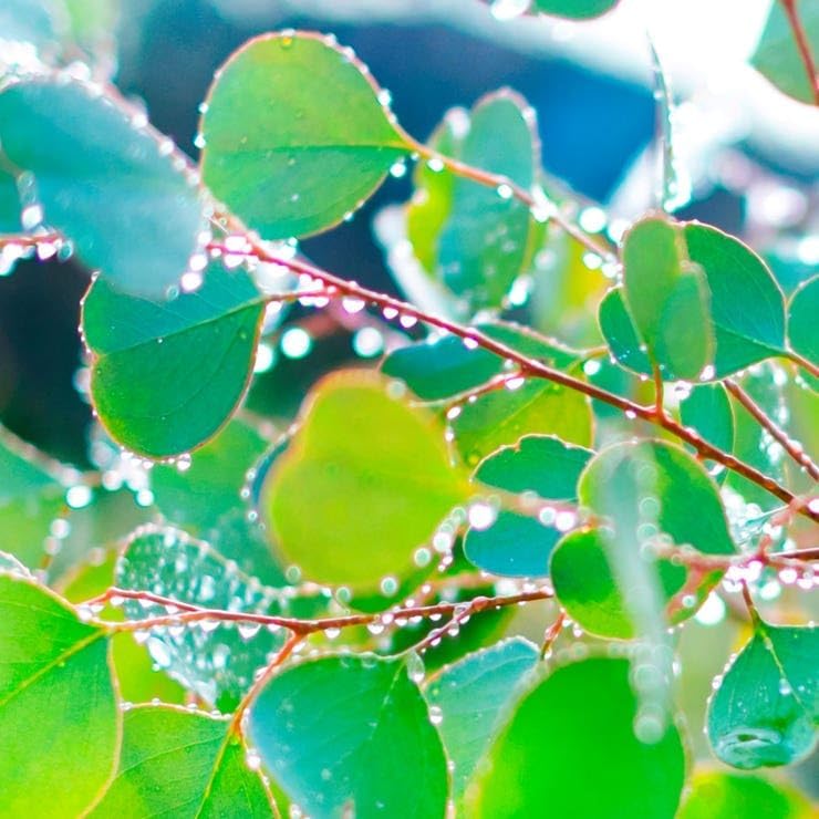 Park Seed Grow Your Own Eucalyptus Seeds Plant, Silver Dollar, Pack of 500 - Image 2