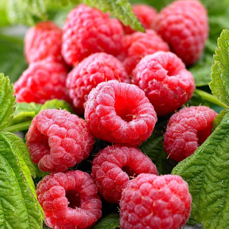 2 Red Raspberry Plants Live, Edible Berry Bush Plant, 5-10" Tall - Image 4