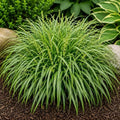 3 Pennsylvania Sedge Live Plant Plugs – Carex pensylvanica Native Shade Grass Starter Plants – Low Maintenance Ground Cover for Woodland Gardens & Landscaping (3 Plants) by CZGrain