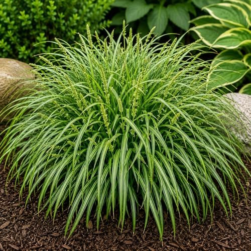 3 Pennsylvania Sedge Live Plant Plugs – Carex pensylvanica Native Shade Grass Starter Plants – Low Maintenance Ground Cover for Woodland Gardens & Landscaping (3 Plants) by CZGrain