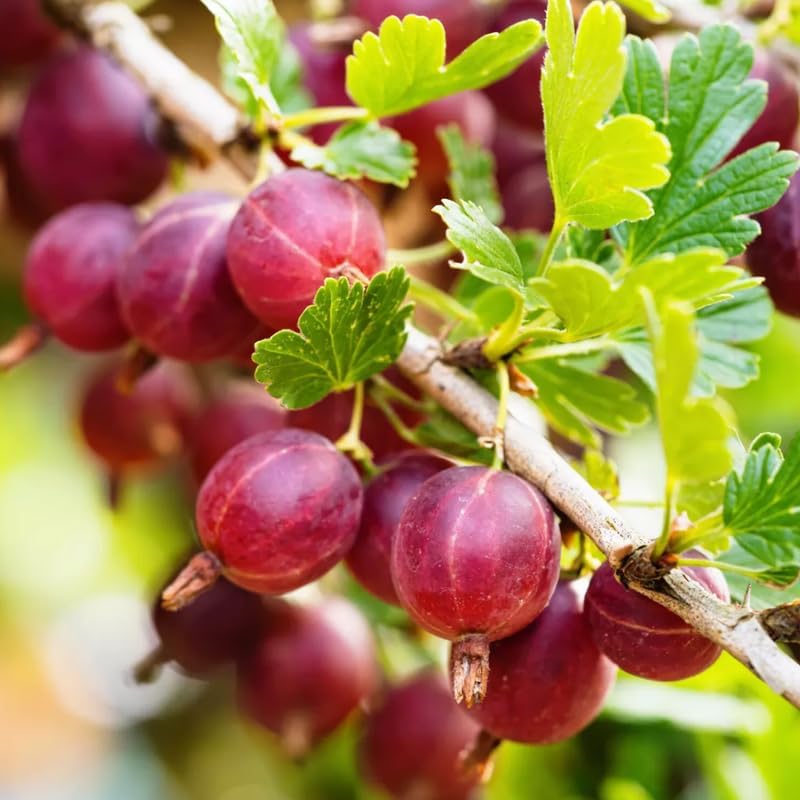 Red Gooseberry Bush Live Plant, Berry Shrub, 5-9 Inch Tall - Image 5