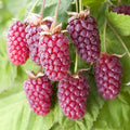 Thornless Loganberry Bush Live Plant, Berry Fruit Tree, 5-9 Inch Tall by AVERAR