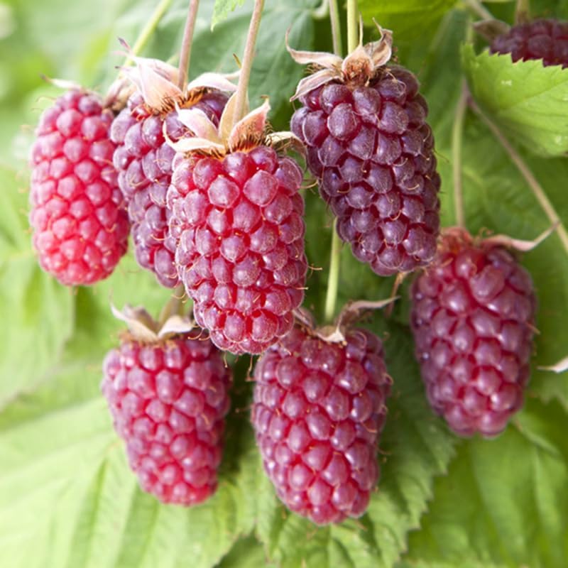 Thornless Loganberry Bush Live Plant, Berry Fruit Tree, 5-9 Inch Tall by AVERAR