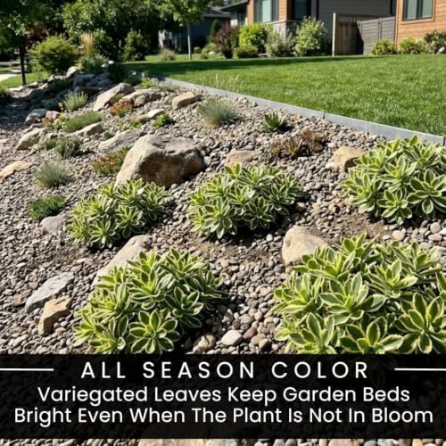 5 Atlantis Sedum Live Plant Plugs – Variegated Hardy Succulent Ground Cover - Image 4