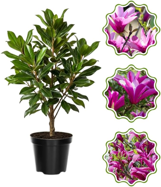 Ann Magnolia Flower Tree, Hardy Ornamental Flowering Plant, Gallon Pot by GardenNurserySince1996