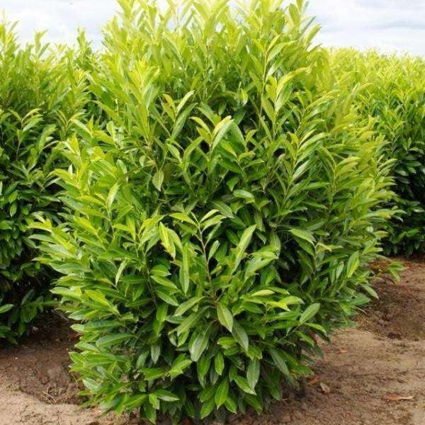 Schip/Skip Laurel Shrub - 6-12" Tall Live Plant - 2.5" Pot - Image 6