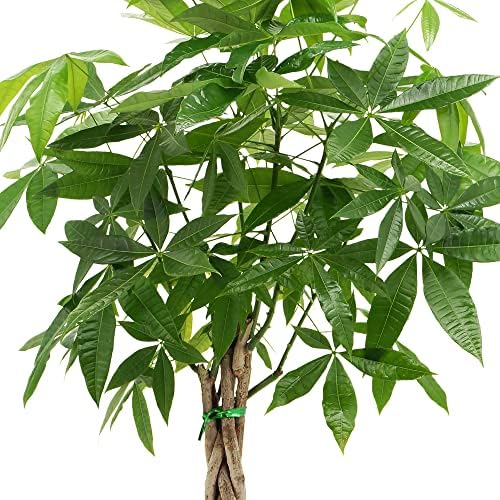 10-Inch Money Tree Live Indoor Plant in Plastic Grower Pot, Black *Sold By Amazon and Arcadia Garden Products* - Image 3