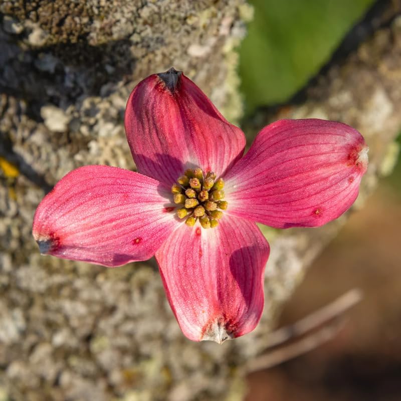 Pink Dogwood Tree, Flowering Tree, 6-12 Inch Tall, 2.5 Inch Pot - Image 6