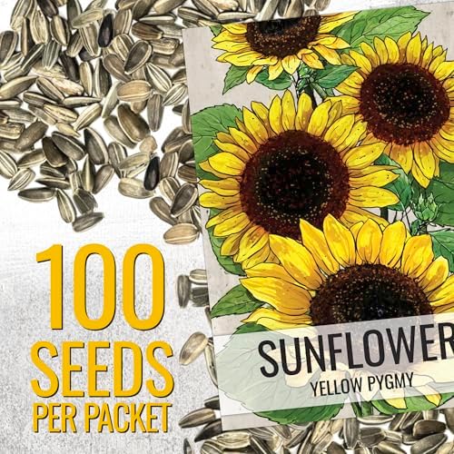 Seed Needs Yellow Pygmy Sunflower Seeds to Plant Cut Flowers - 2 Packs - Image 2