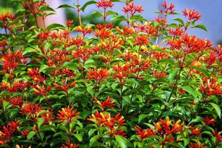Mexican Firebush Live Plants (5-9") - Pack of 2 (Two) - Hamelia Patens Hummingbird Bush - Firecracker Shrub - Non-Stop Orange Blooms - Heat Tolerant Perennial Shrub - Fast Growing Pollinator Magnet - Image 6