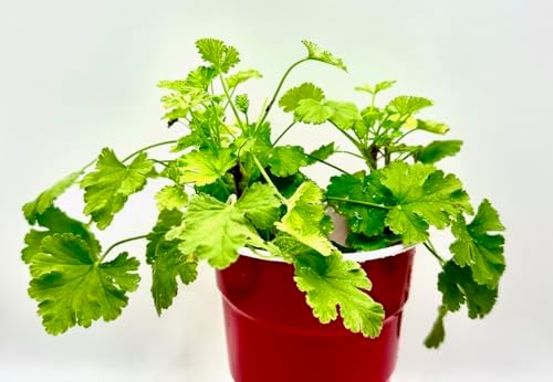 Live Scented Geranium Tutti Fruity Nutmeg Scented Geranium Plant Perannual Dwarf Ground Climbing with Cute Pinky White Flowers Live Rooted in a 3.5 Inches Pot - Image 3