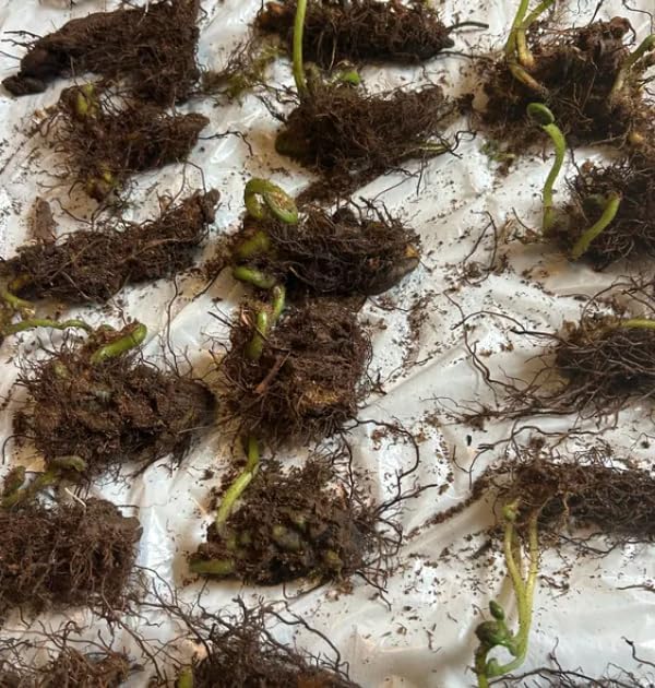 Ostrich Fern Live Bare Root Rhizome, Pack of 15 - Image 6