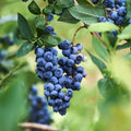 2 Misty Blueberry Plants Live, Sweet Berry Shrub, 5-12" Tall by AVERAR