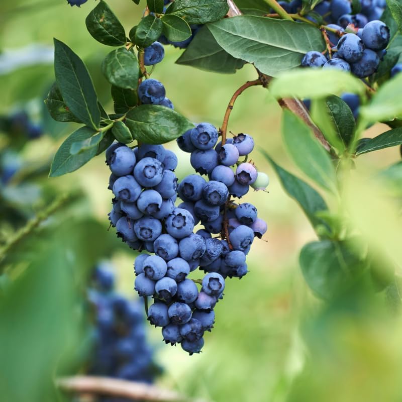 2 Misty Blueberry Plants Live, Sweet Berry Shrub, 5-12" Tall by AVERAR
