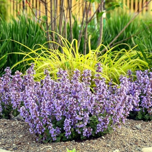 Nepeta 'Cat's Pajamas', Proven Winners, flowering plant, Cnt Sz: 4.5" - Image 4
